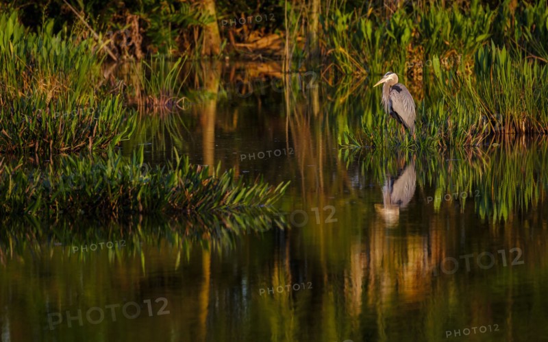 Great blue heron by  river