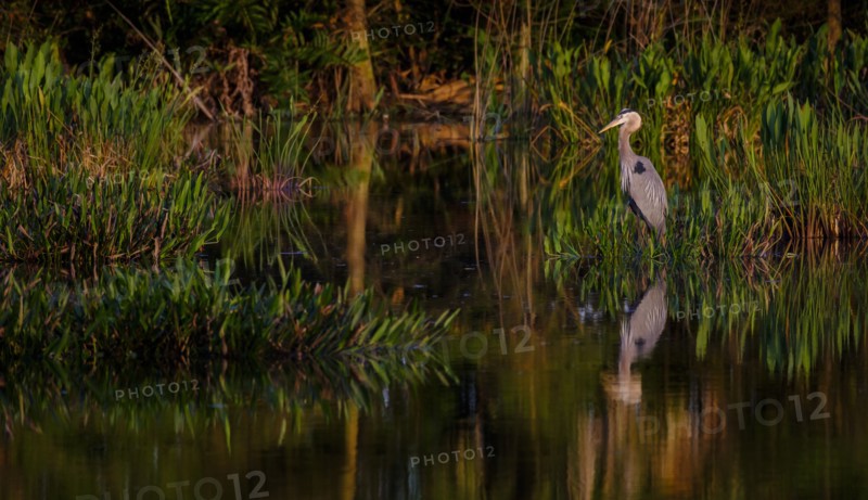 Great blue heron by  river