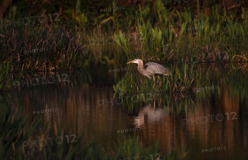 Great blue heron by  river
