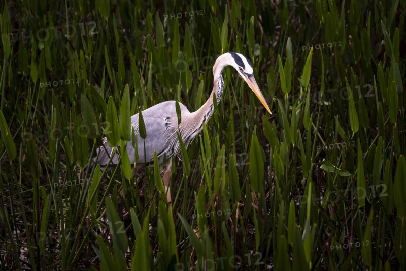 Great blue heron walking through grass