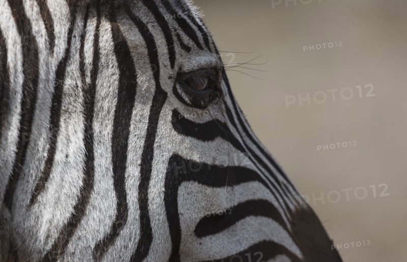 Profile of zebra