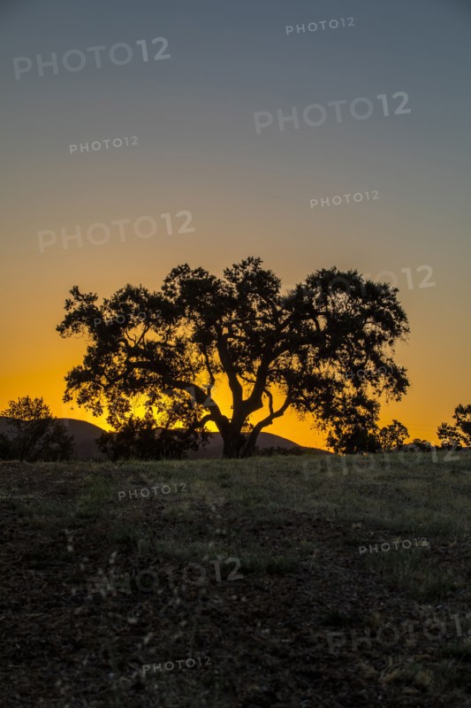 Silhouette of tree in field at sunset in Santa Margarita, California, USA