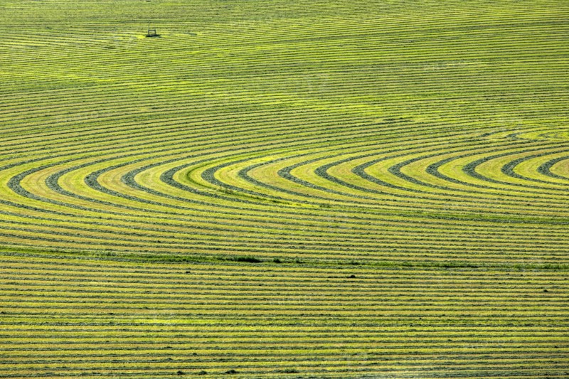 Crop field