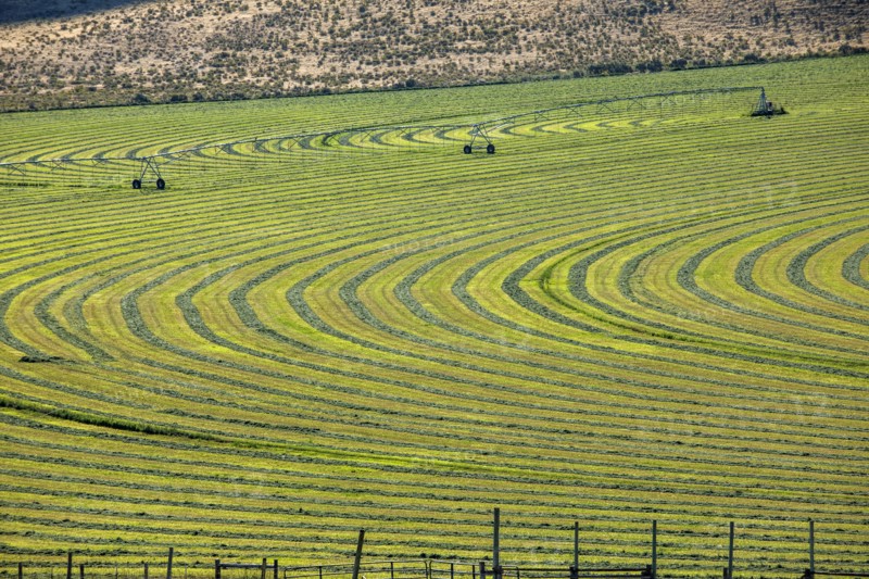 Crop field
