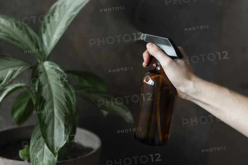 Woman's hand spraying potted plant
