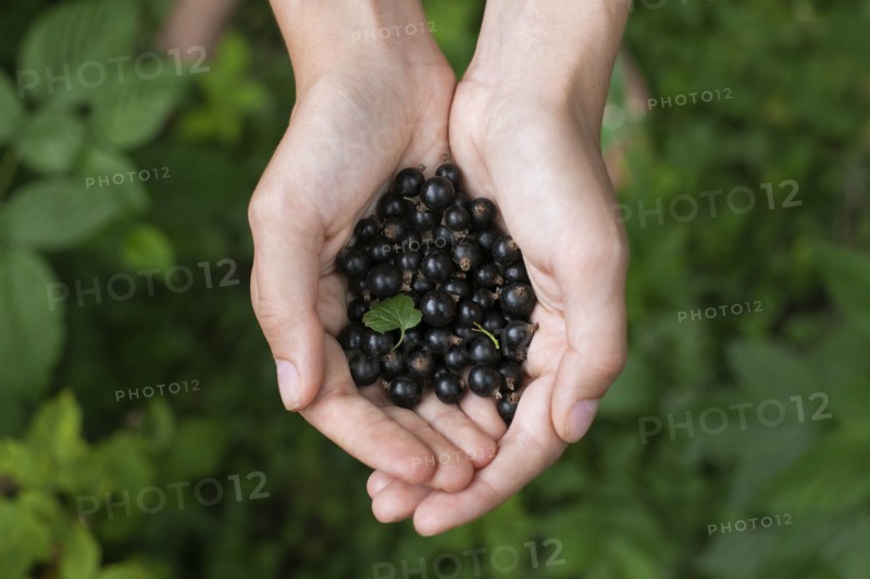 Woman's cupped hands holding blueberries