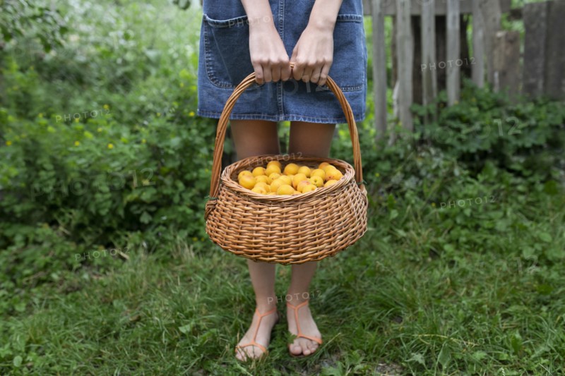 Woman holding basket of apricots