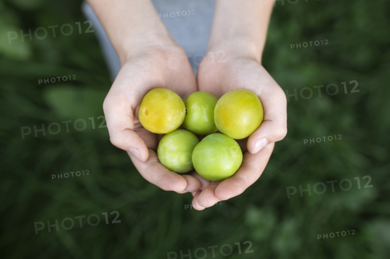 Boy's cupped hands holding green plums