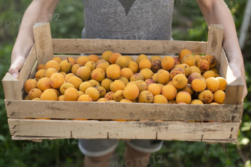 Boy holding crate of apricots
