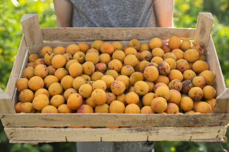 Boy holding crate of apricots