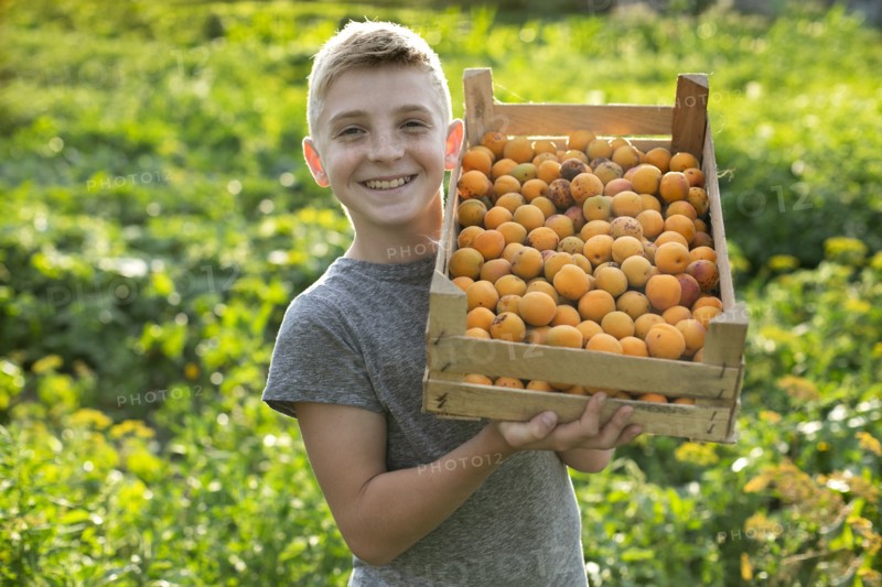 Smiling boy holding crate of apricots