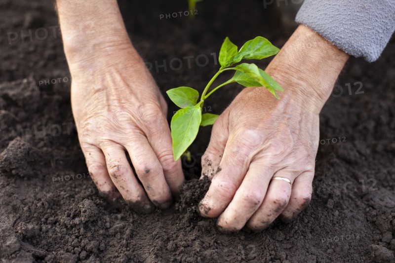 Hands of senior man planting