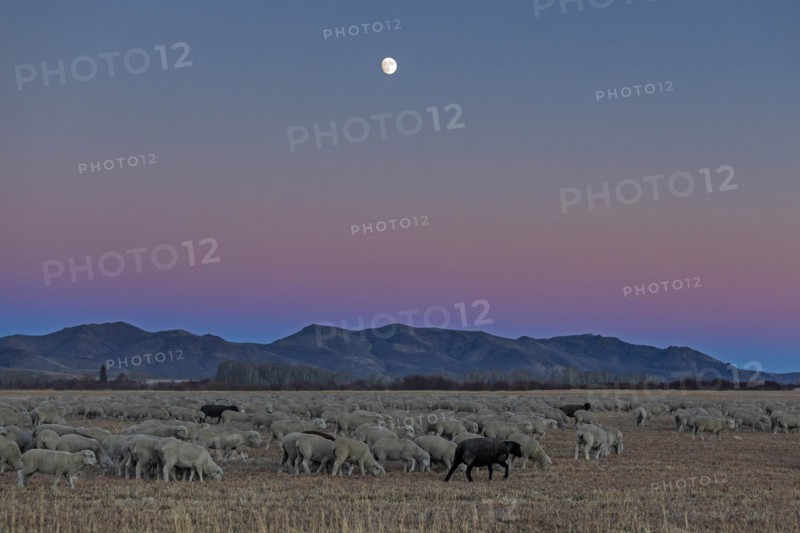 Flock of sheep at sunset in Picabo, Idaho