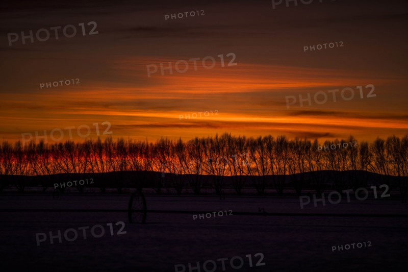 Silhouettes of bare trees at sunset in Bellevue, Idaho, USA