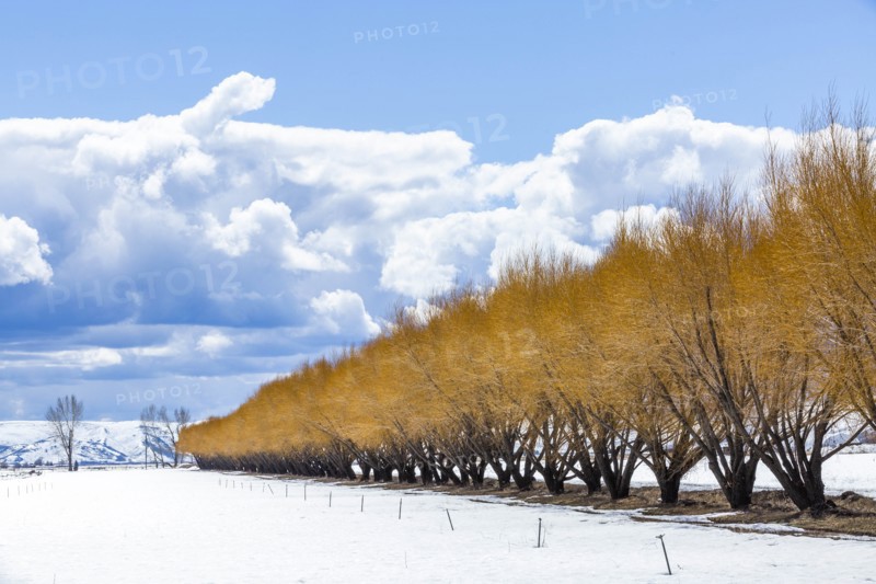 Autumn trees in snow in Bellevue, Idaho, USA