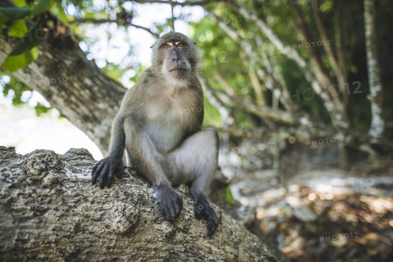 Macaque sitting on rock