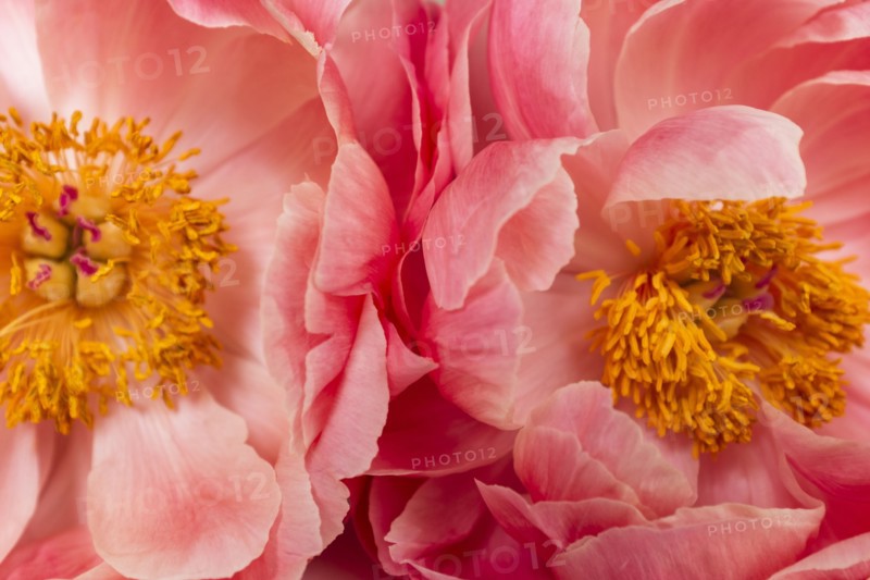 Close up of peonies