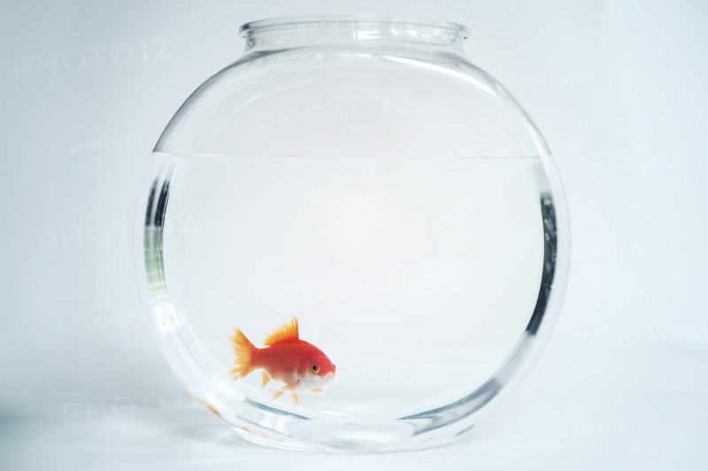 Goldfish in fishbowl