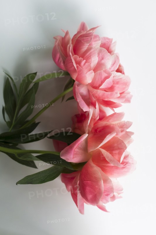 Peonies on white background
