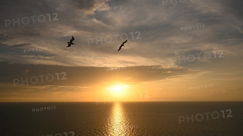 Silhouettes of birds flying against sunrise cloudscape over sea