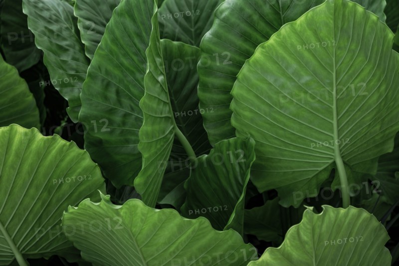 Green palm leaves