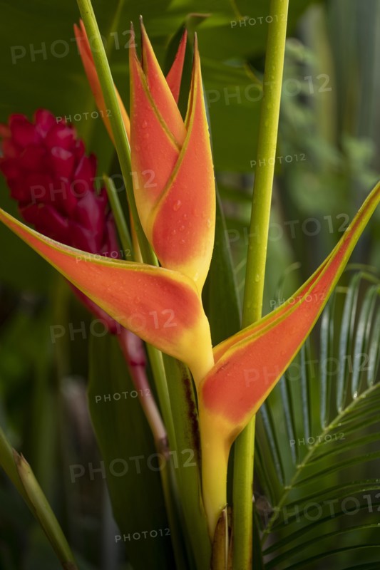 Bird of paradise flower