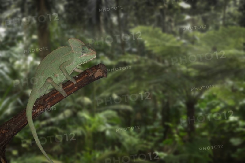Chameleon on branch