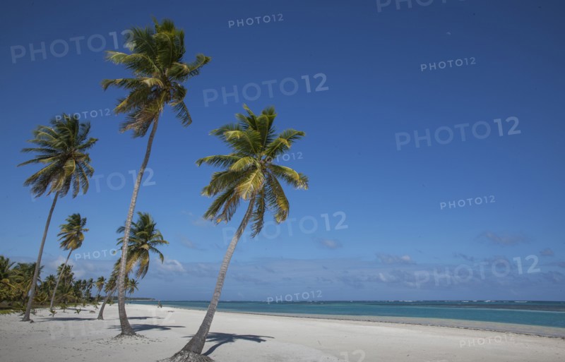 Palm trees on beach in Las Terrenas, Dominican Republic
