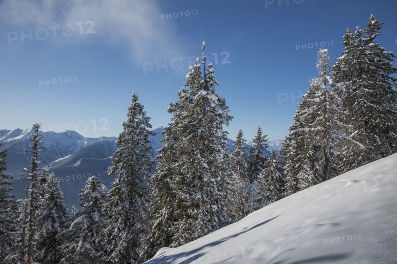 Trees on snow covered mountain in Piedmont, Italy