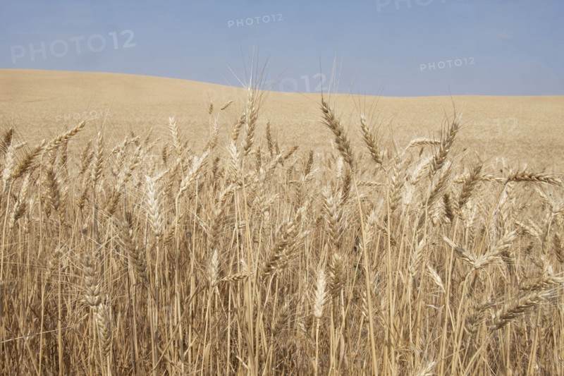 Wheat crop in Idaho, USA