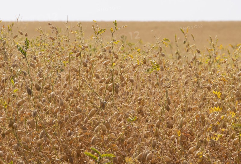 Crops in Idaho, USA