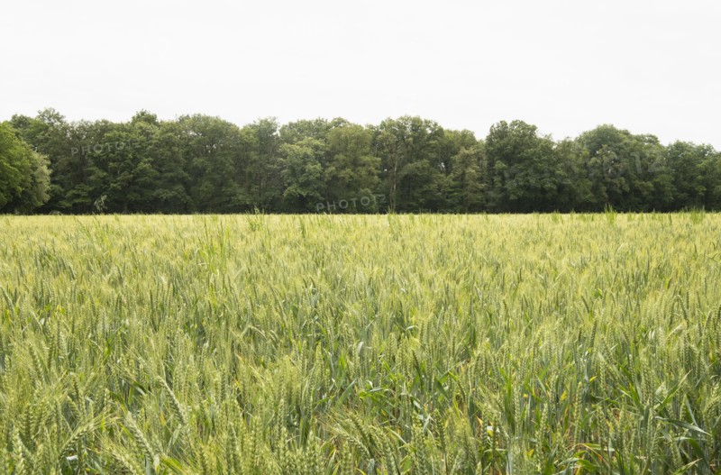 Crop field in Loire Valley, France