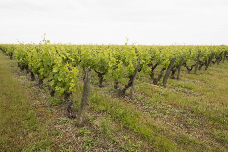 Grape vines at vineyard in Loire Valley, France