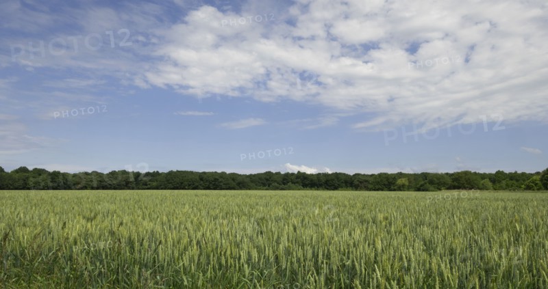 Crop field in Loire Valley, France
