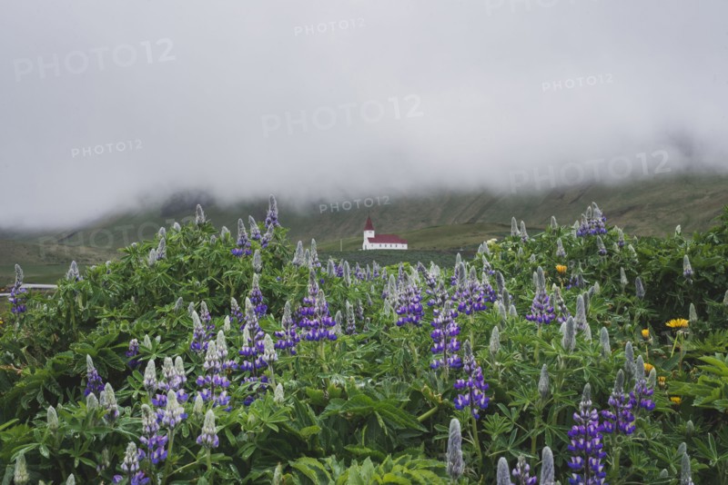 Flowers in front of church in Vik, Iceland