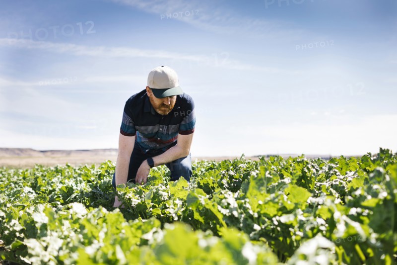 Man crouching in crop field