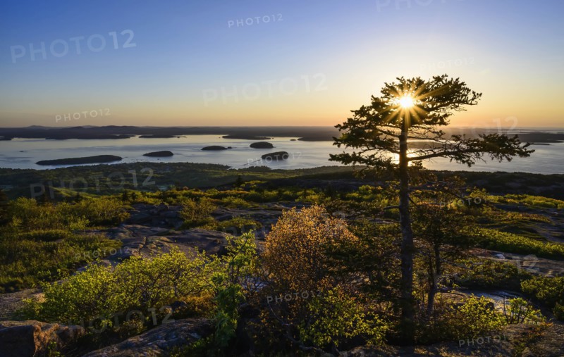 Trees by Frenchman Bay at sunrise in Acadia National Park