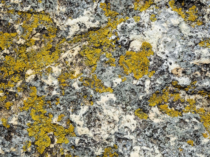 Yellow lichen on rock