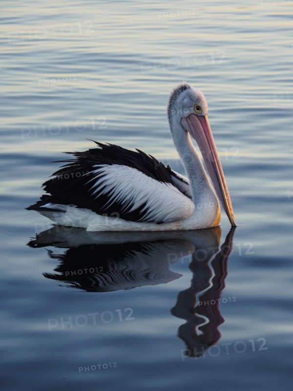 Pelican on sea at sunset
