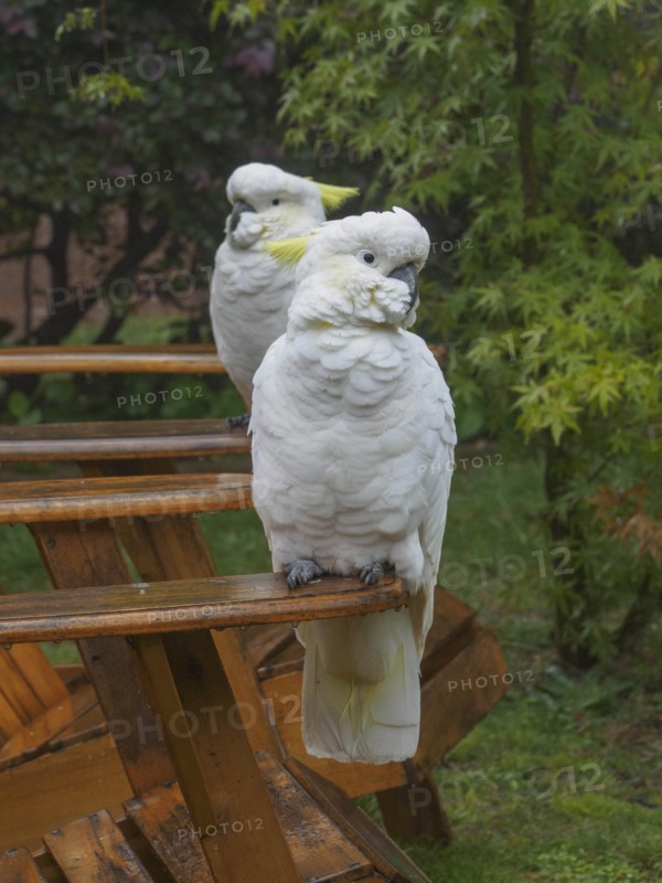 Cockatoos on wooden chairs in garden in Katoomba