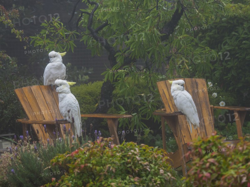 Cockatoos on wooden chairs in garden in Katoomba