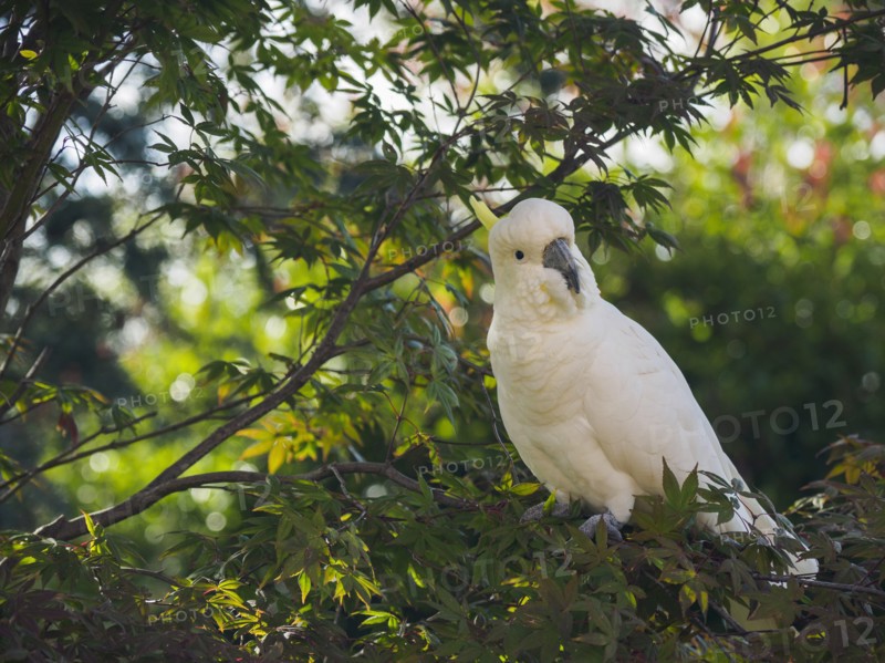 Cockatoo in tree