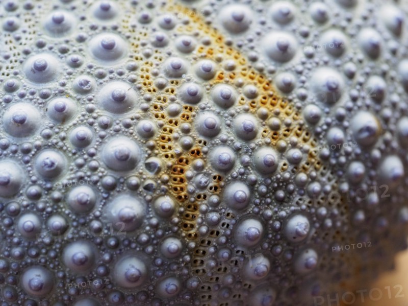 Close-up of sea urchin shell