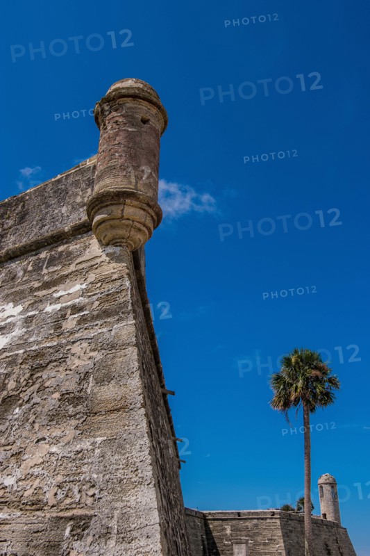 Palm tree by Castillo de San Marcos in St. Augustine