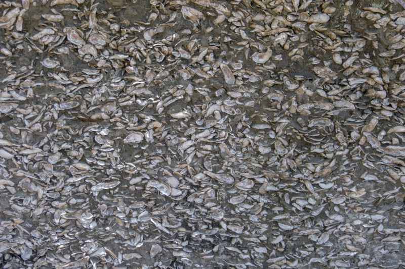 Wall of concrete and seashells