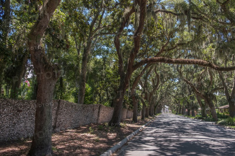 Treelined road in St. Augustine