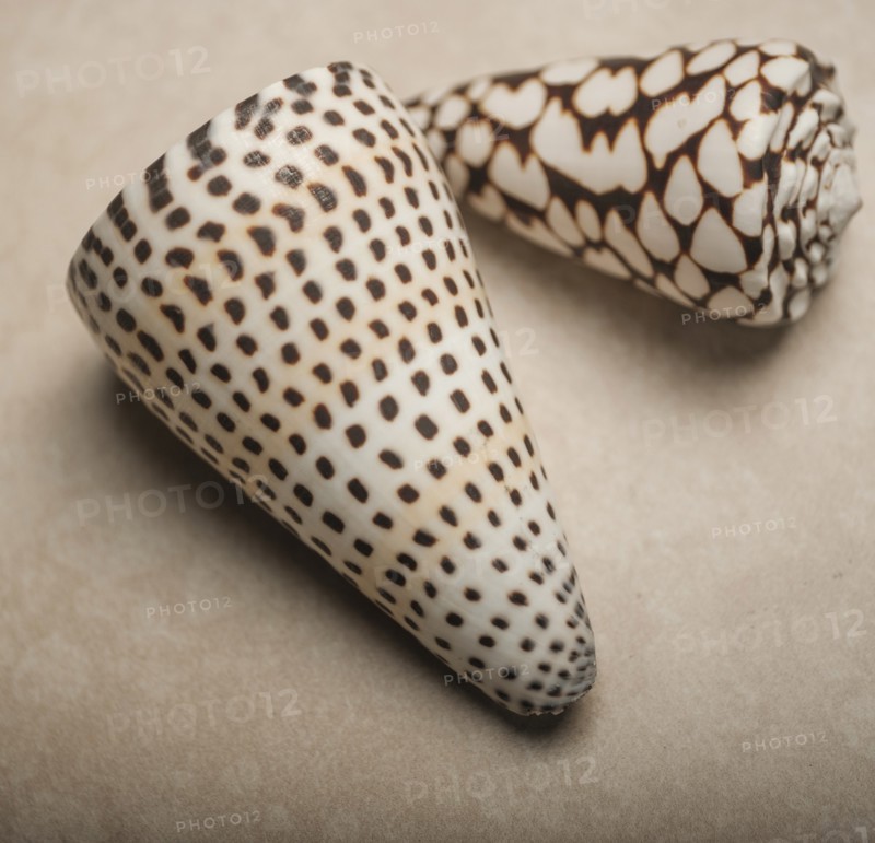 Patterned seashells
