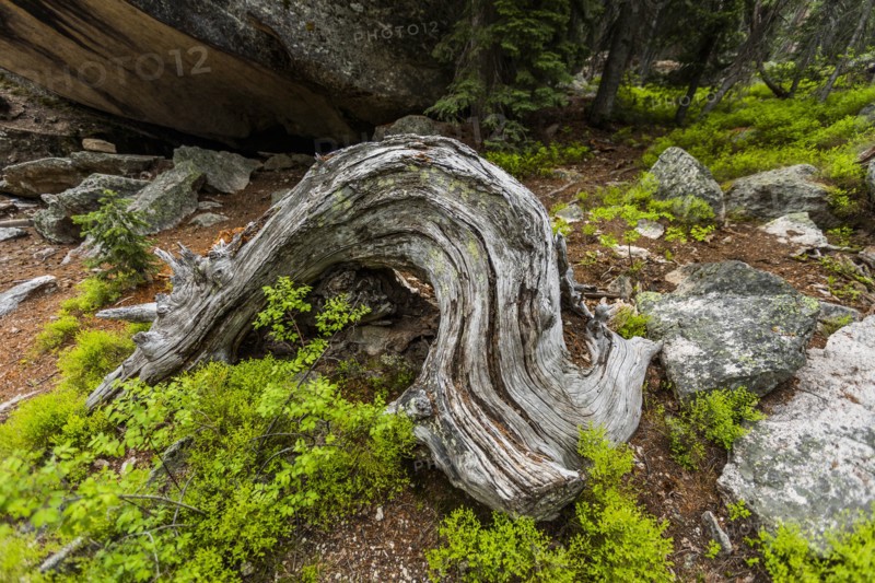 Twisted tree trunk by rocks