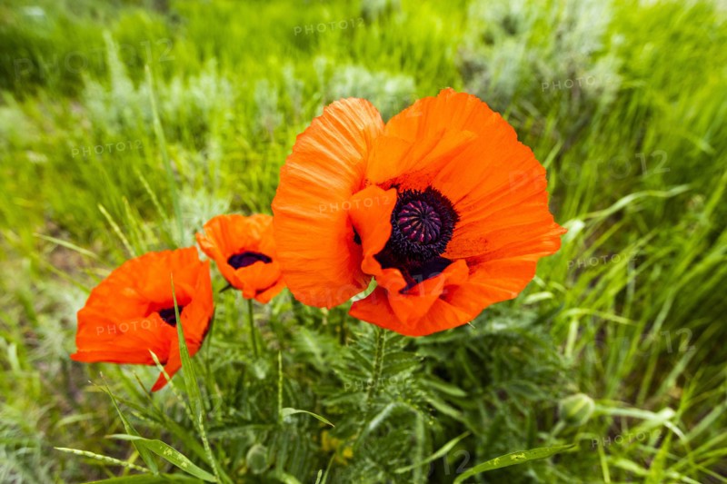 Red poppies