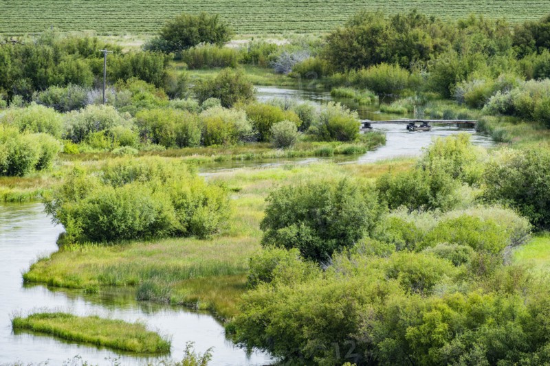 River through lush trees in Picabo